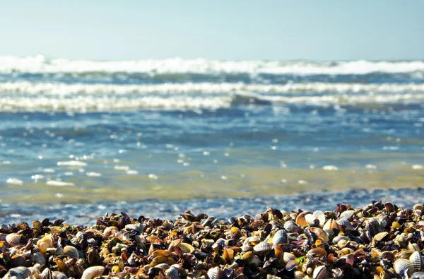 Mucchio di diverse conchiglie — Foto Stock