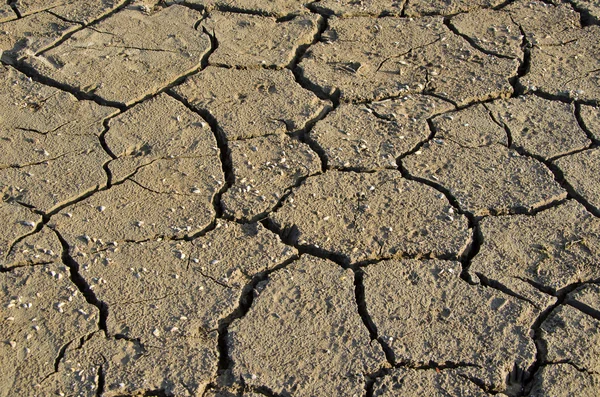 Dry soil and shells — Stock Photo, Image