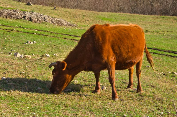Vaca pastando no morro — Fotografia de Stock