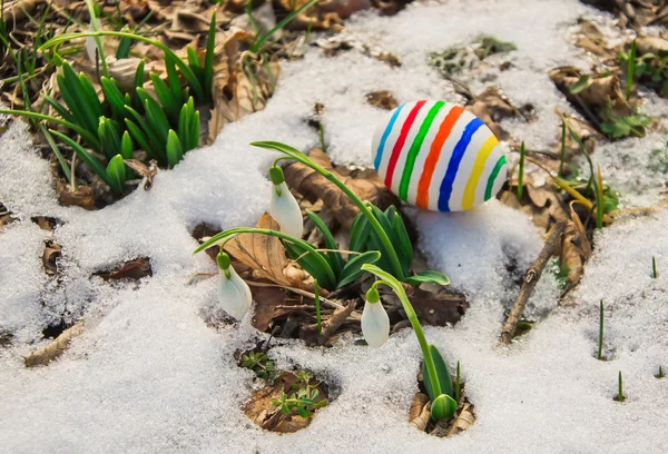 Easter Eggs with snowdrops — Stock Photo, Image