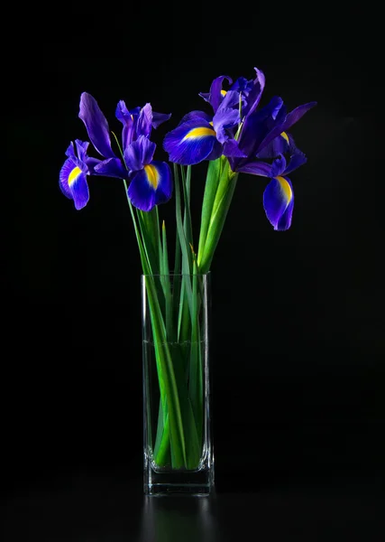 Iris buket — Stok fotoğraf