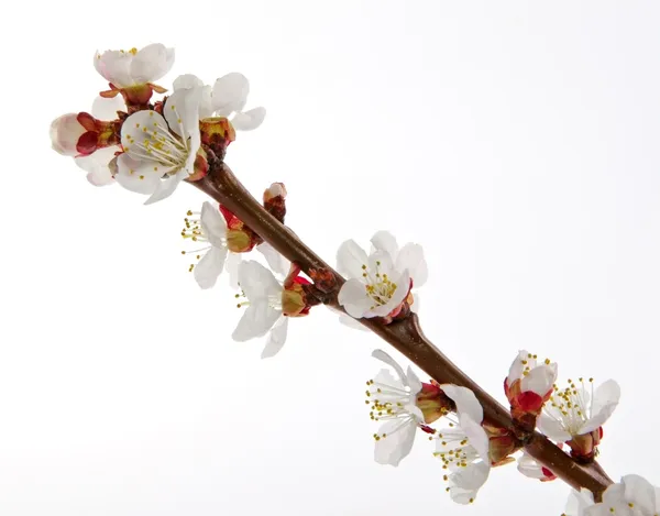 Blossom branch of apricot — Stock Photo, Image