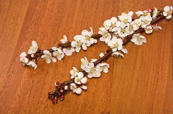 Blossom branch of apricot — Stock Photo, Image