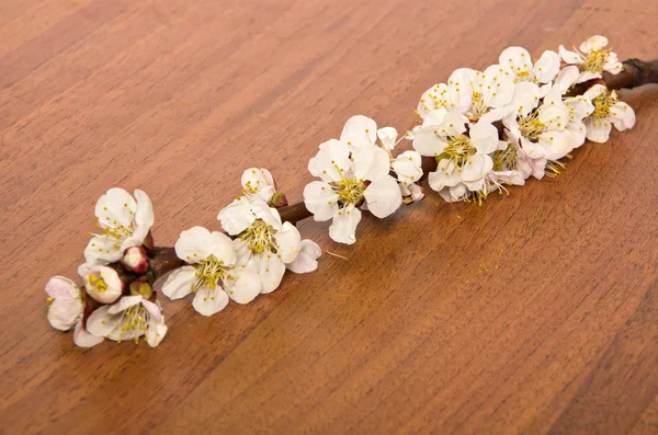 Blossom branch of apricot — Stock Photo, Image