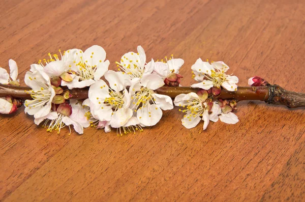 Blossom branch of apricot — Stock Photo, Image