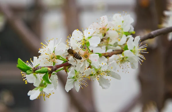 Young flowers and bee — Stock Photo, Image