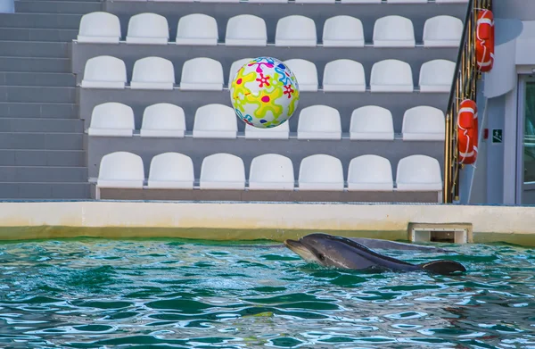 Delfines — Foto de Stock