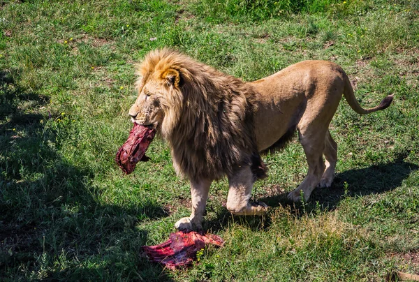 Aslan — Stok fotoğraf