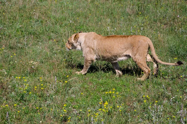 Aslan — Stok fotoğraf