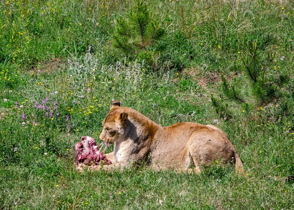 Aslan — Stok fotoğraf