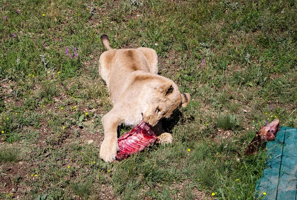 Löwe — Stockfoto