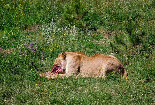 Löwe — Stockfoto