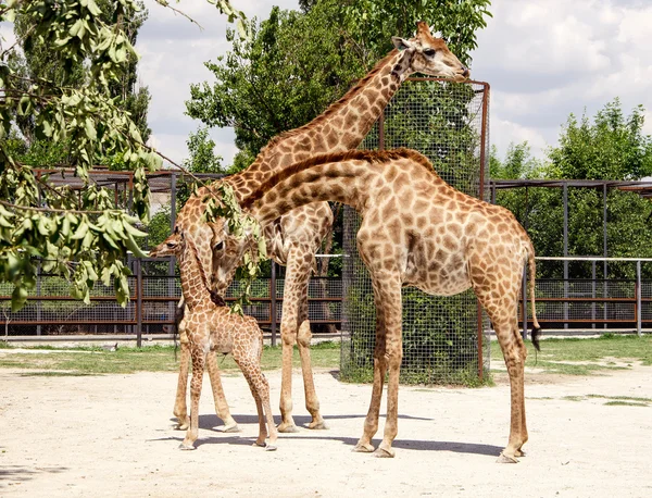 Giraffes and baby — Stock Photo, Image