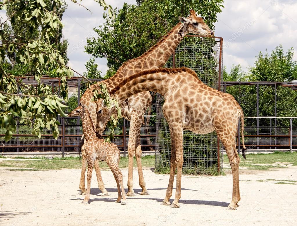 giraffes and baby