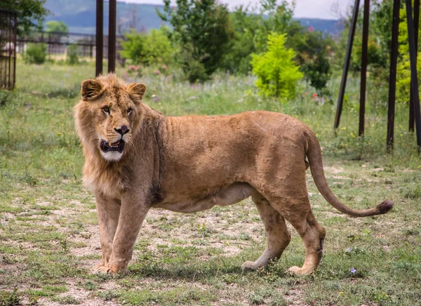 Aslan — Stok fotoğraf