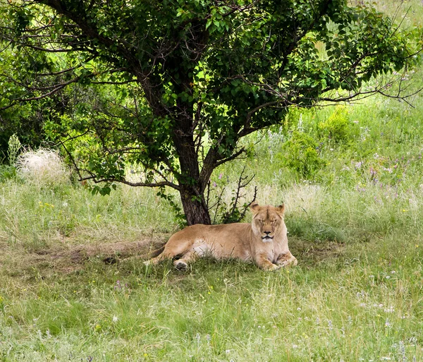 Aslan — Stok fotoğraf