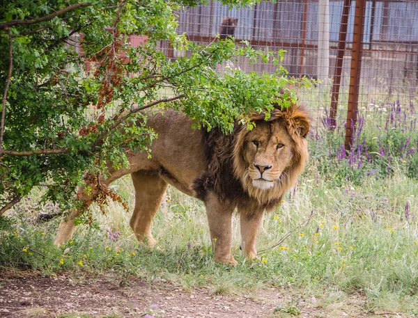 Aslan — Stok fotoğraf