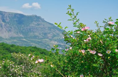 çiçeklenme yaban gülü