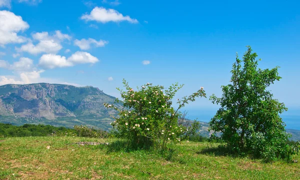 Çiçeklenme yaban gülü — Stok fotoğraf