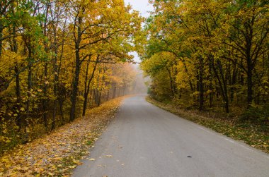 sonbahar ormandaki kırsal yol