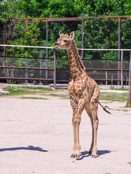 Girafe Bebe Petit Ete Stock Photo Girafe Bebe Petit Ete Stock Photo