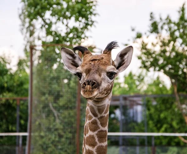 Girafe Bebe Animaux Domestiques Feuille Stock Photo Girafe Bebe Animaux Domestiques Feuille Stock Photo