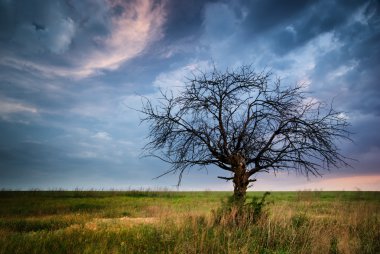 Yalnız ölü ağaç.