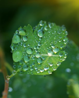 Makro büyük düşüş.