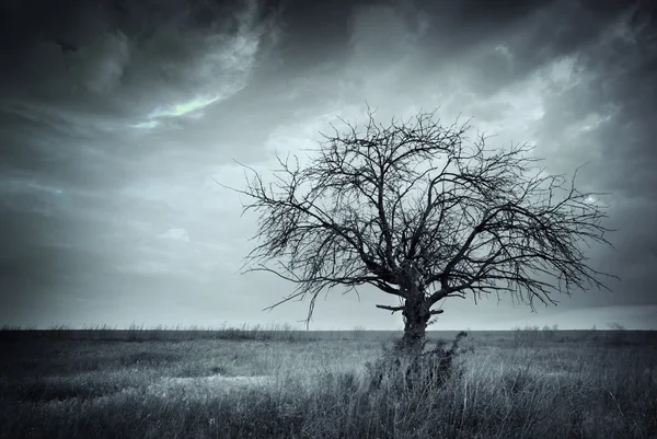 Einsamer toter Baum. — Stockfoto