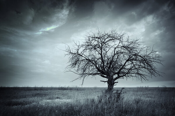 Lonely dead tree.