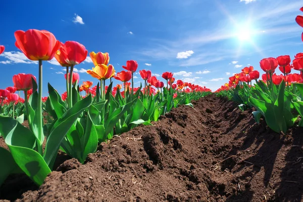 Meadow of tulips — Stock Photo, Image
