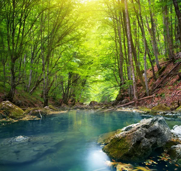 Řeka v horském lese. — Stock fotografie