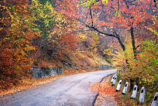 Road in autumn wood. — Stock Photo, Image