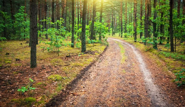 Forêt de pins — Photo