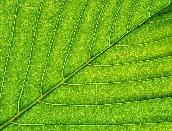 Krásná přímořská krajina — Stock fotografie