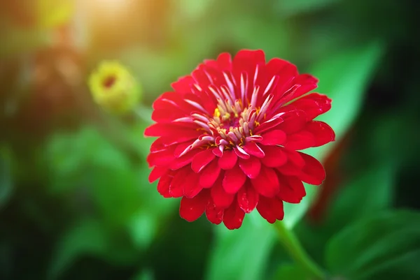 Beautiful flower — Stock Photo, Image