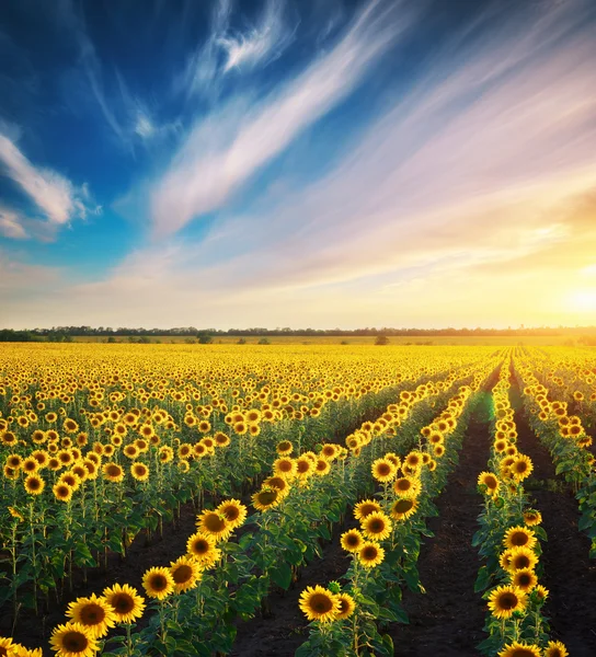 Big field of sunflowers. — Stock Photo, Image