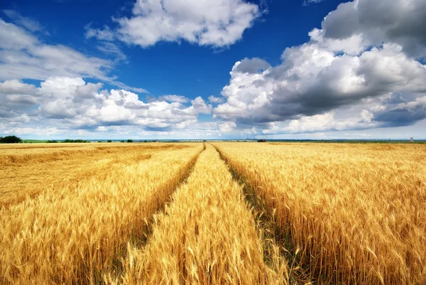 Weide van tarwe — Stockfoto