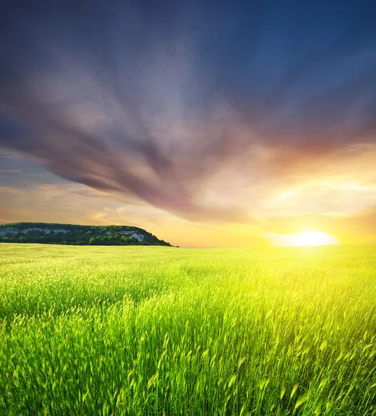 Pré vert sur le coucher du soleil — Photo