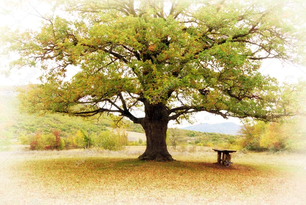 Großer Baum Stockfotografie lizenzfreie Fotos © zatvor 18742341 Depositphotos