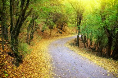 sonbahar ahşap yol.
