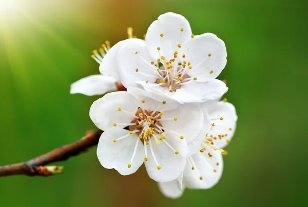 Frühlingsblume. — Stockfoto
