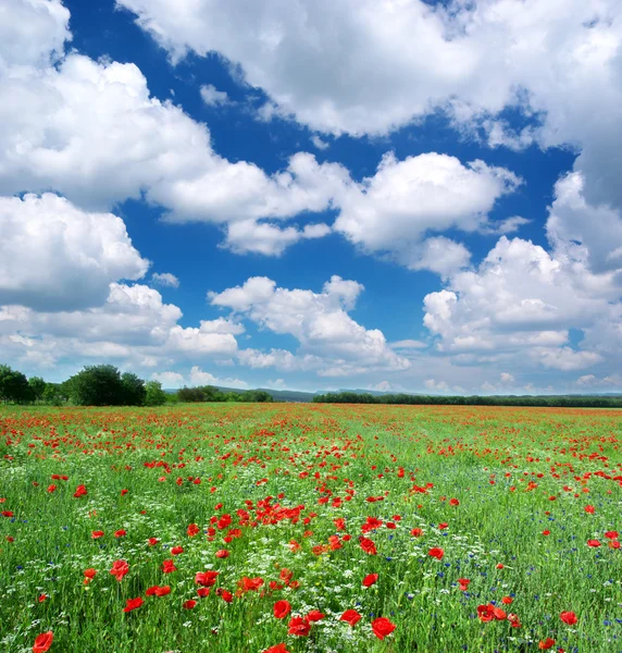 Beautiful meadow — Stock Photo, Image