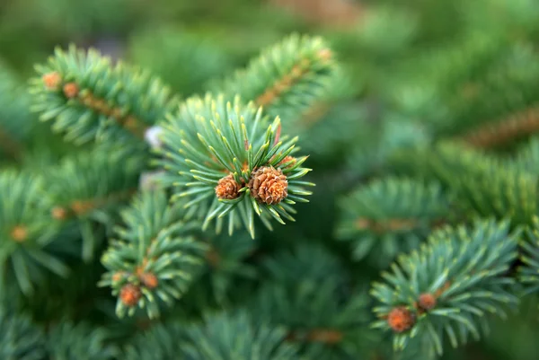 Young spruce. — Stock Photo, Image