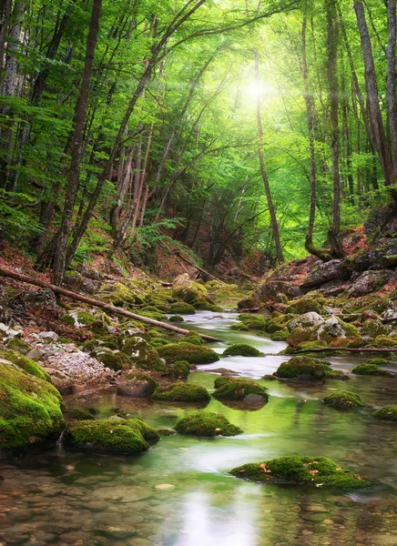 Floden djupt i bergskog — Stockfoto