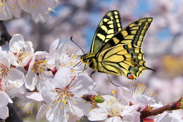 Papillon et fleur blanche — Photo