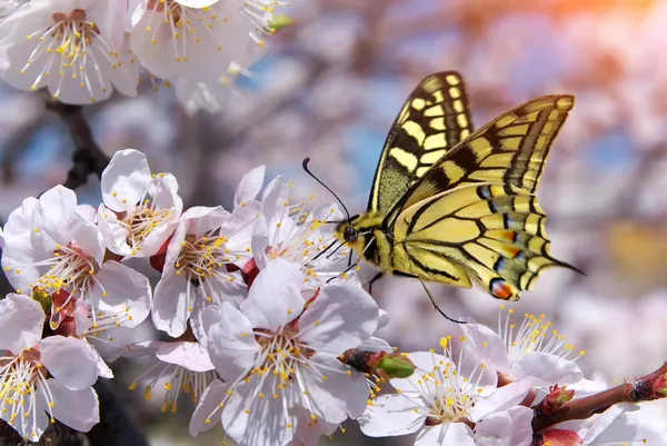 Schmetterling und weiße Blume. — Stockfoto