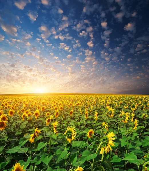 Velké pole slunečnic — Stock fotografie