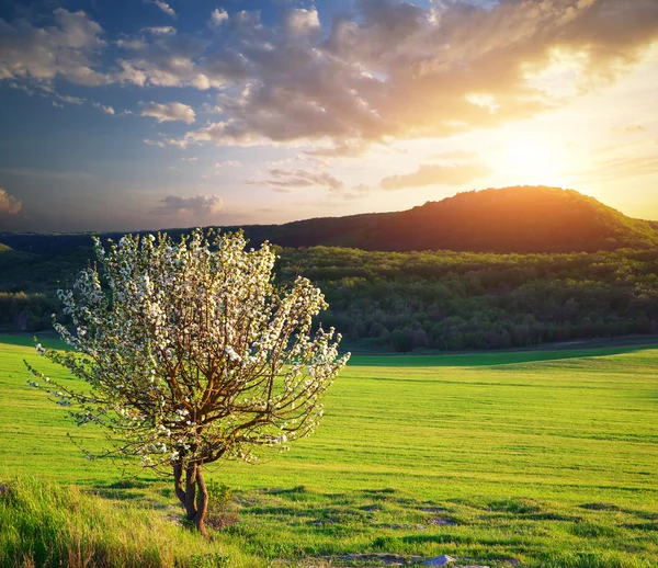 Árbol en prado de montaña — Foto de Stock