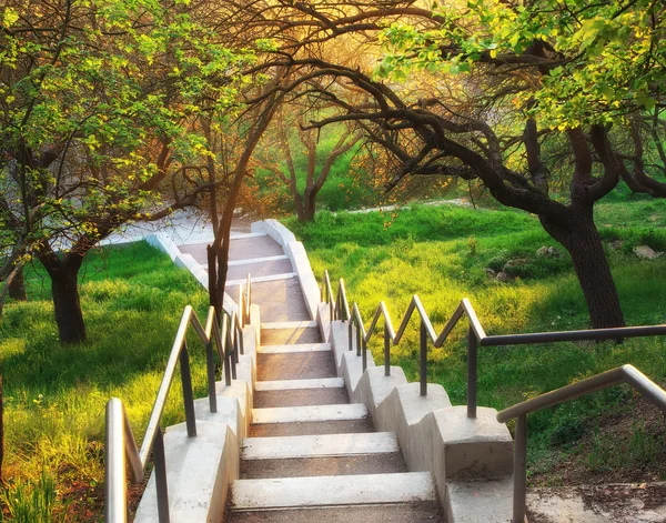 Sole in un bellissimo parco . — Foto Stock